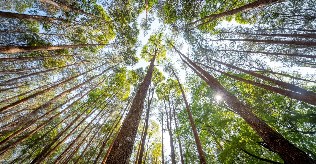It is time for the growing forest to make more noise than the falling trees
