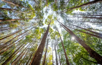 It is time for the growing forest to make more noise than the falling trees