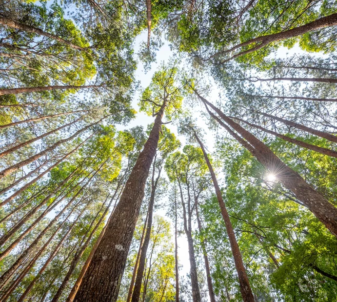It is time for the growing forest to make more noise than the falling trees